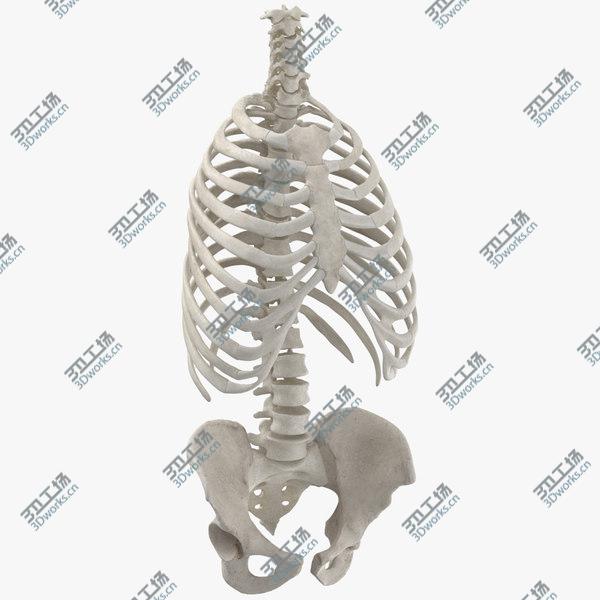 images/goods_img/20210312/3D Real Human Rib Cage Spine and Female Pelvis Bones Anatomy White 01/1.jpg